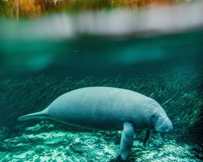 Manatee Kayak Tour at Blue Springs Orlando