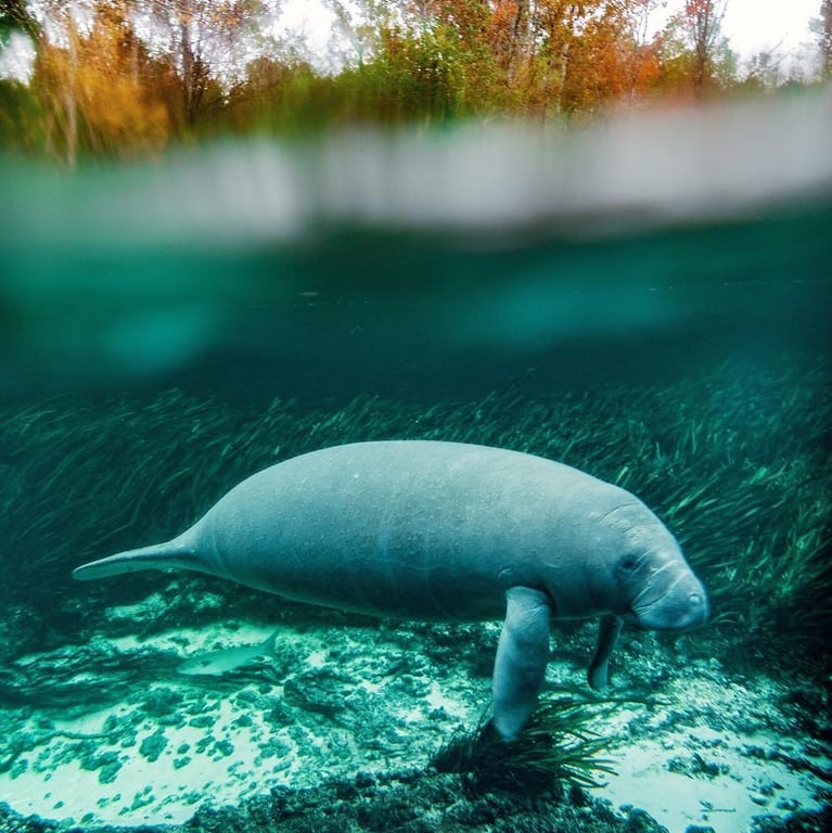 Manatee Kayak Tour at Blue Springs Orlando