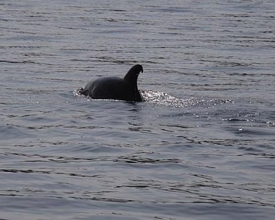 2-Hour Wildlife Boat Tour in Fernandina Beach