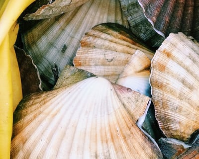 Panama City Scalloping Charter