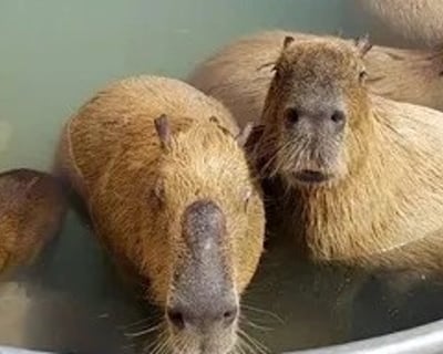 Capybara Picnic & Animal Tour in Marana