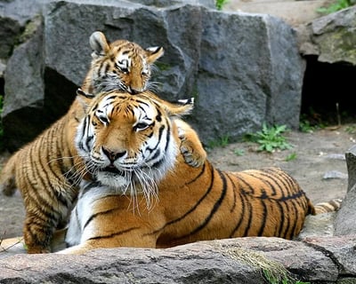 Rising Sun Zoo Admission