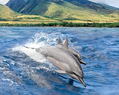 3-Hour Dolphin Watch Cruise From Maalaea Harbor