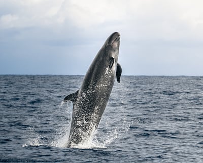 Kona Pelagic Whale Watch