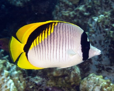 PADI Fish Identification Specialty Course in Kailua-Kona