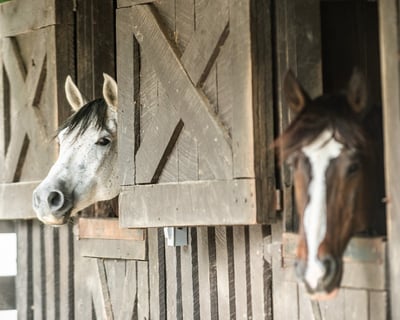 1-Hour Shenandoah Trail Ride for All Levels