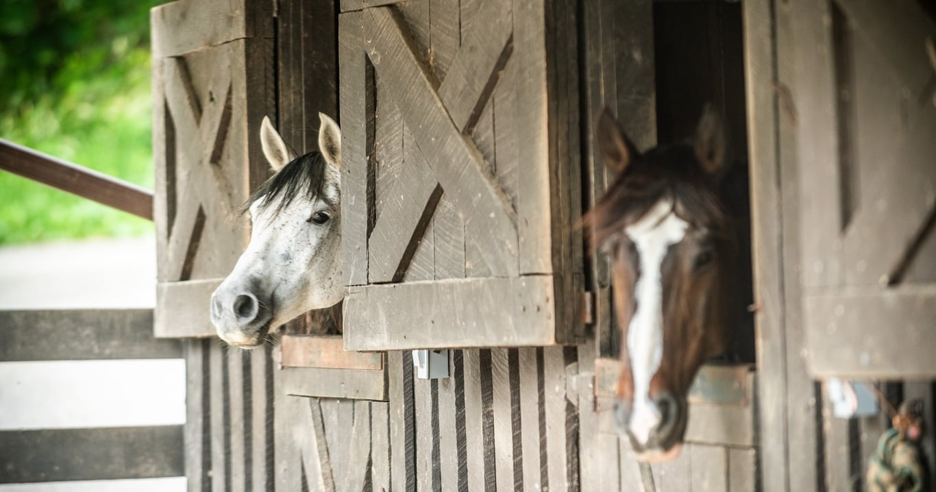 1-Hour Shenandoah Trail Ride for All Levels