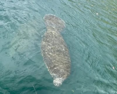 Swim With Manatees in Citrus County