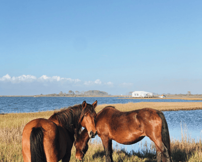Wild Chincoteague Pony Guided Boat Tour