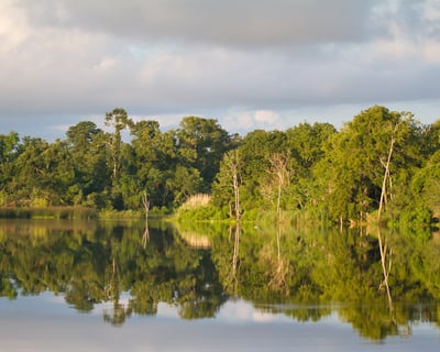 Morning Bayou Wildlife Cruise in Pasadena