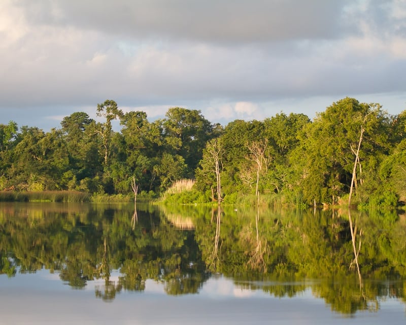 Morning Bayou Wildlife Cruise in Pasadena