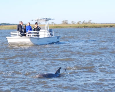 Explore Charleston on a 1.5-Hour Dolphin Eco Tour