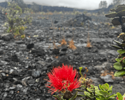 Guided 9-Hour Hawaii Volcanoes Tour From Hilo