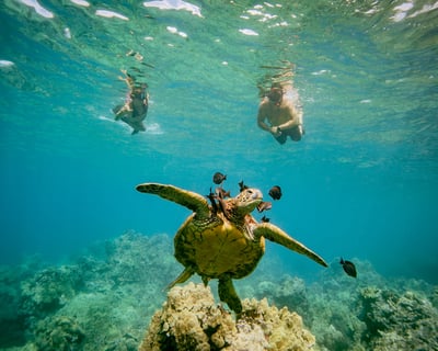 Discover the Magic of Coral Garden’s Turtle Town