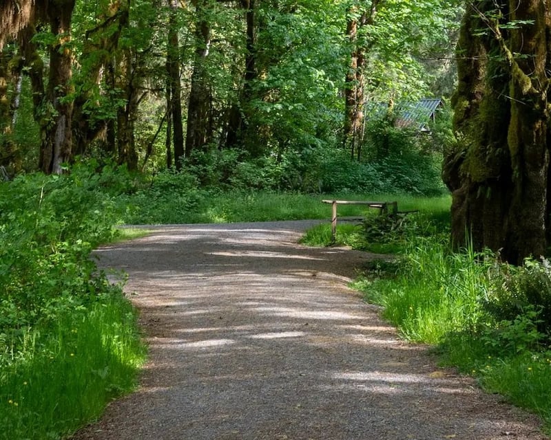 Quinault Rainforest & Valley of the Giants Guided Tour