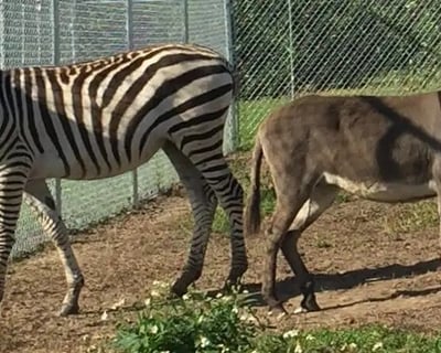 Explore Brooksville Wildlife Park & Dinosaur Cave