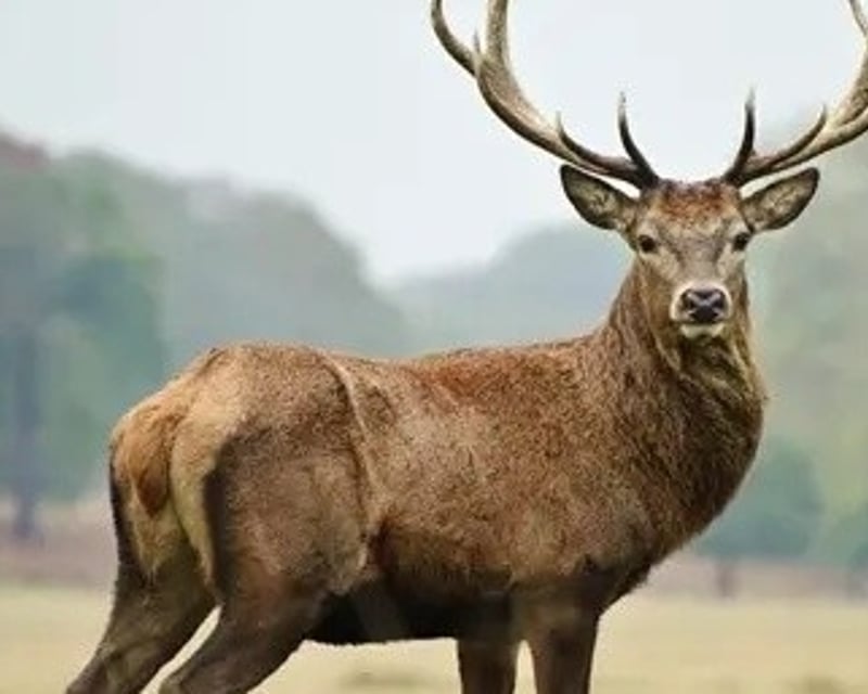 2-Day Exotic Trophy Hunt in Waelder, Texas