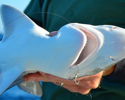 Shark Fishing Charter in Georgetown