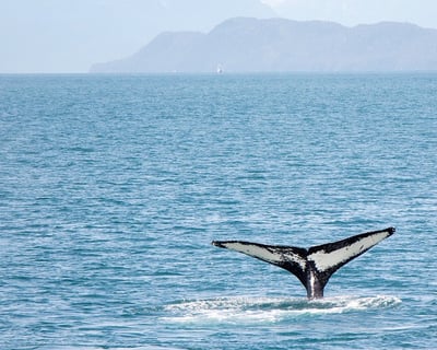 Cape Cod Bay Whale Watching with Naturalists