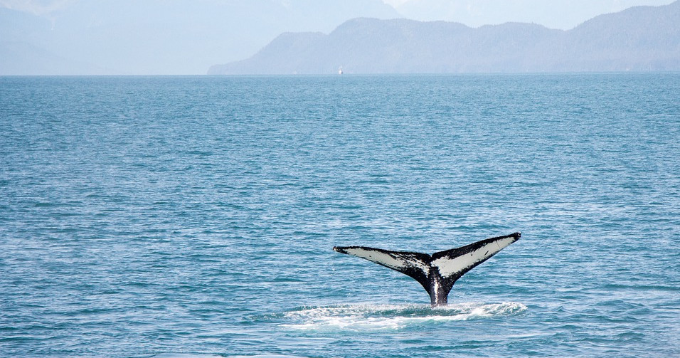 Cape Cod Bay Whale Watching with Naturalists