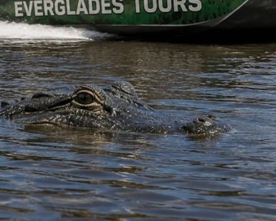 Miami 1-Hour Airboat Ride