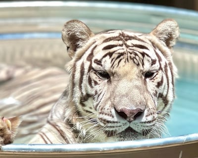 Guided Exotic Animal Sanctuary Tour in Phelan