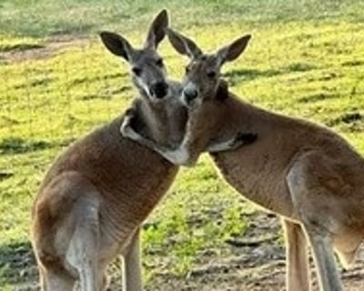 15-Guest Grand Saline Zoo Group Visit