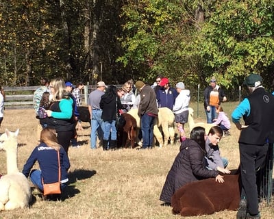 Private Alpaca Farm & Fiber Mill Tour in Earleville