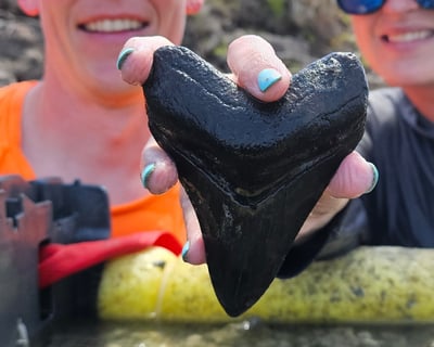 Private Fossil Hunting Tour in Arcadia