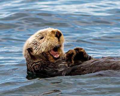 Wildlife Cruise in Kachemak Bay