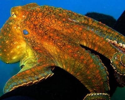Night Snorkeling Tour at Casino Point