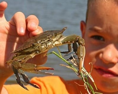 Crabbing & Seining in St Helena