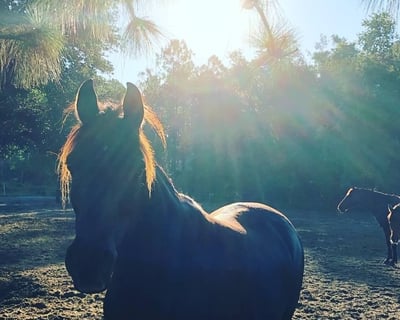 Brunch Horseback Ride in Sorrento