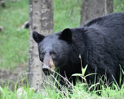 Explore Banff Highlights & Wildlife on a Private Tour
