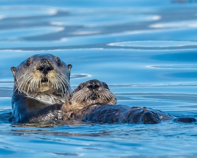 Spot Humpback Whales & Sea Otters in Sitka Sound