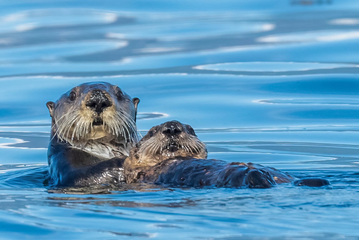 Spot Humpback Whales & Sea Otters in Sitka Sound