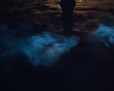 Bioluminescent Bay Swim Tour in La Parguera