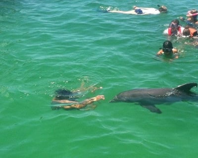 2-Hour Shell Island Dolphin Boat Tour