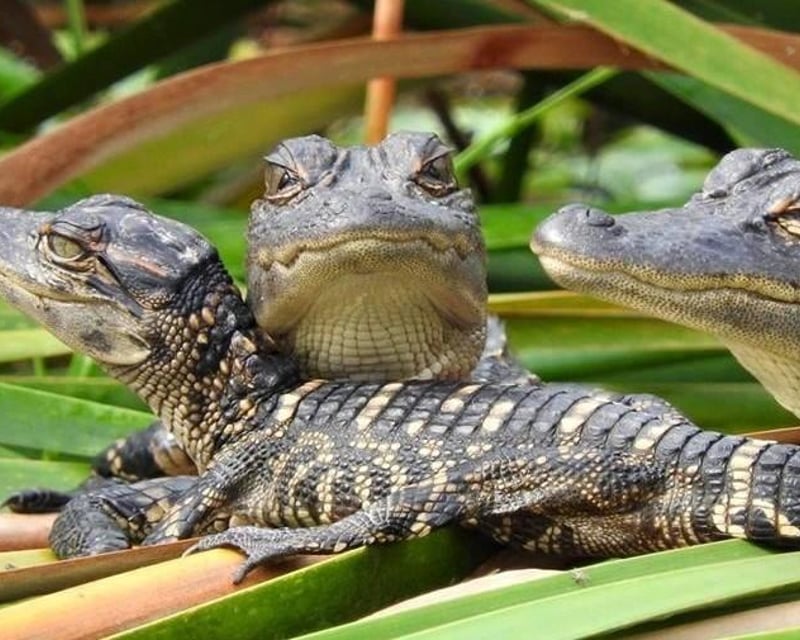 Everglades Naturalist-Guided Tour From Fort Lauderdale