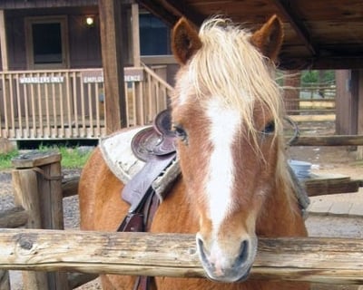 30-Minute Pony Ride in Estes Park