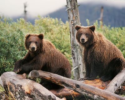 Anchorage to Whittier 4-Hour Sightseeing Transfer