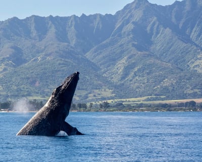 2-Hour Whale Watching Cruise in Haleiwa