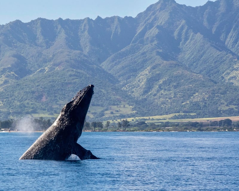 2-Hour Whale Watching Cruise in Haleiwa