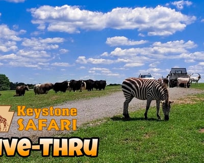 Drive Your Vehicle Through Keystone Safari in Grove City