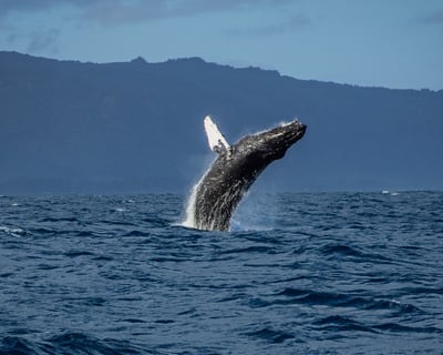 Honolulu Seasonal Whale Watching Cruise
