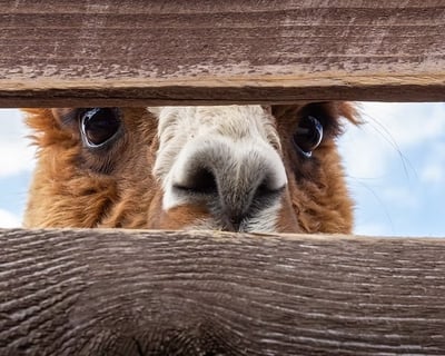 Interactive Alpaca Farm Tour in Snellville