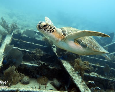 Key Largo Scuba Refresher