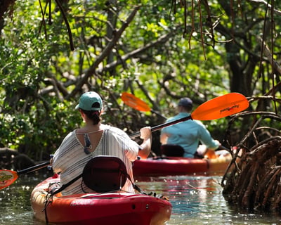 Guided Mangrove Tunnel Kayak Tour In Sarasota