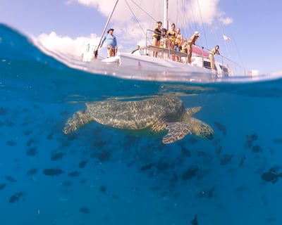 Turtle Canyon Snorkeling Tour from Waikiki