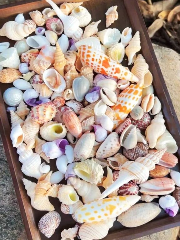 4-Hour Shelling Tour at Lovers Key